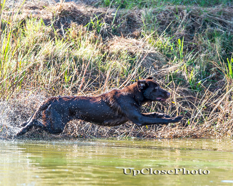 Dry run retrievers sales