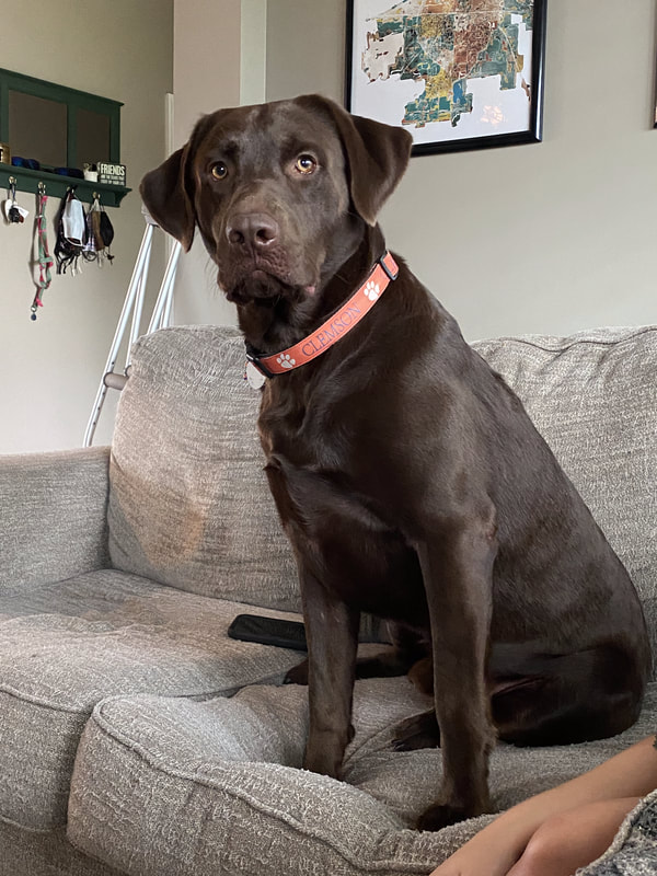 Pretzel X Beam Chocolate Dry Pond Retrievers Kennel
