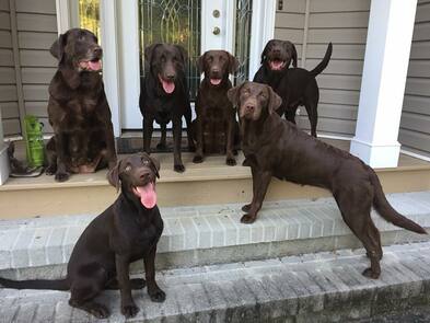 Dry Pond Kennel Dry Pond Kennel Dry Pond Retrievers