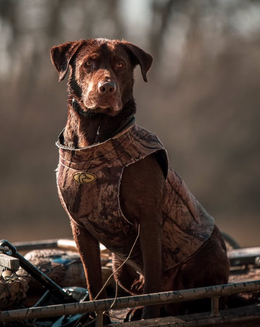 Chocolate lab duck sales dog