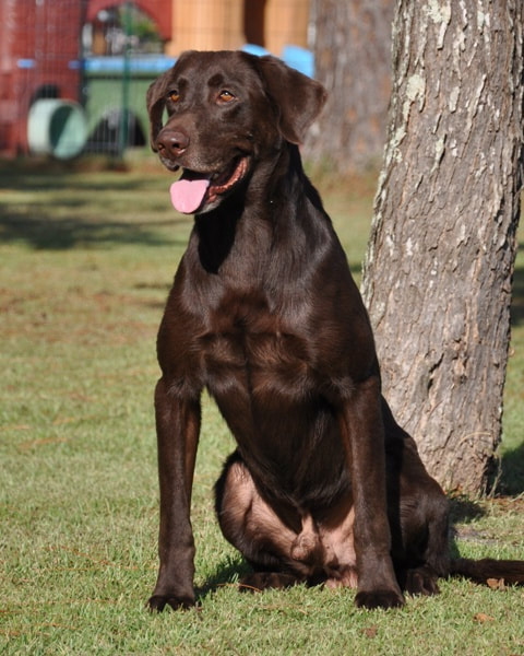 Big chocolate cheap labrador