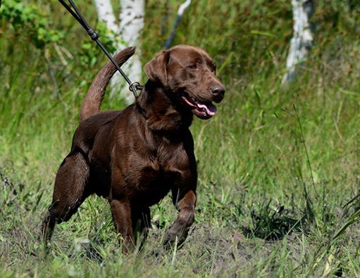boots for labrador retrievers