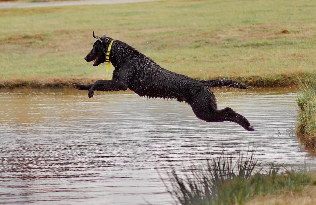 Hidden pond kennel clearance