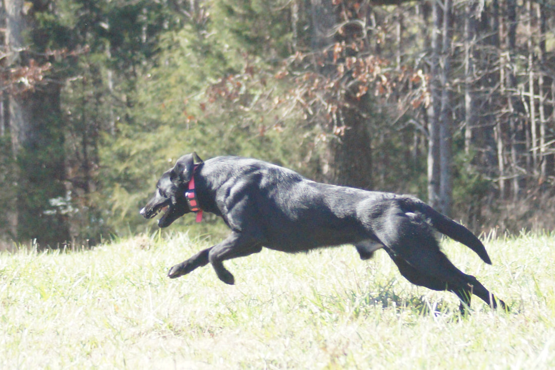Hidden pond sale kennel