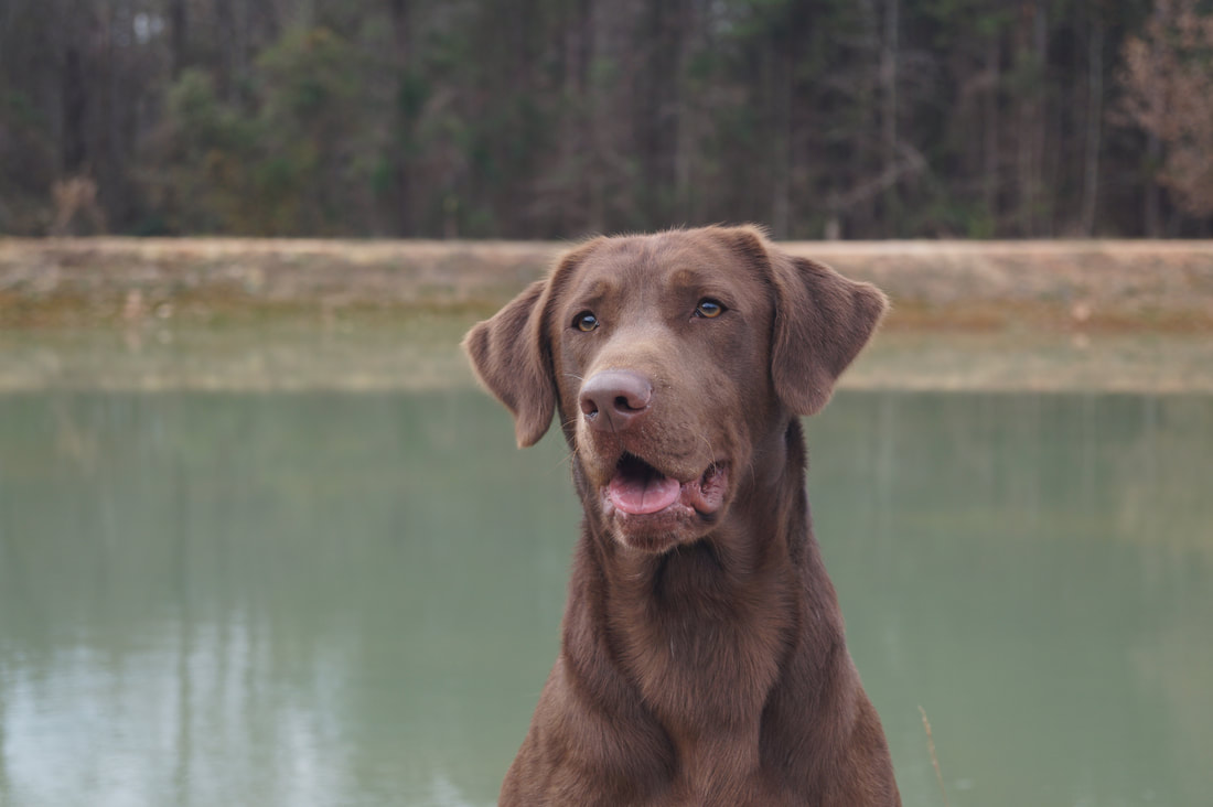 Hidden pond kennel shop