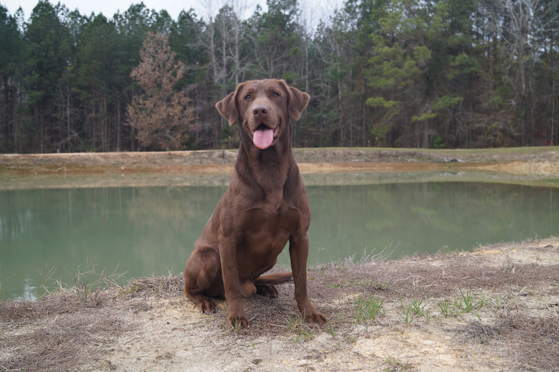 WILSON Dry Pond Retrievers Kennel