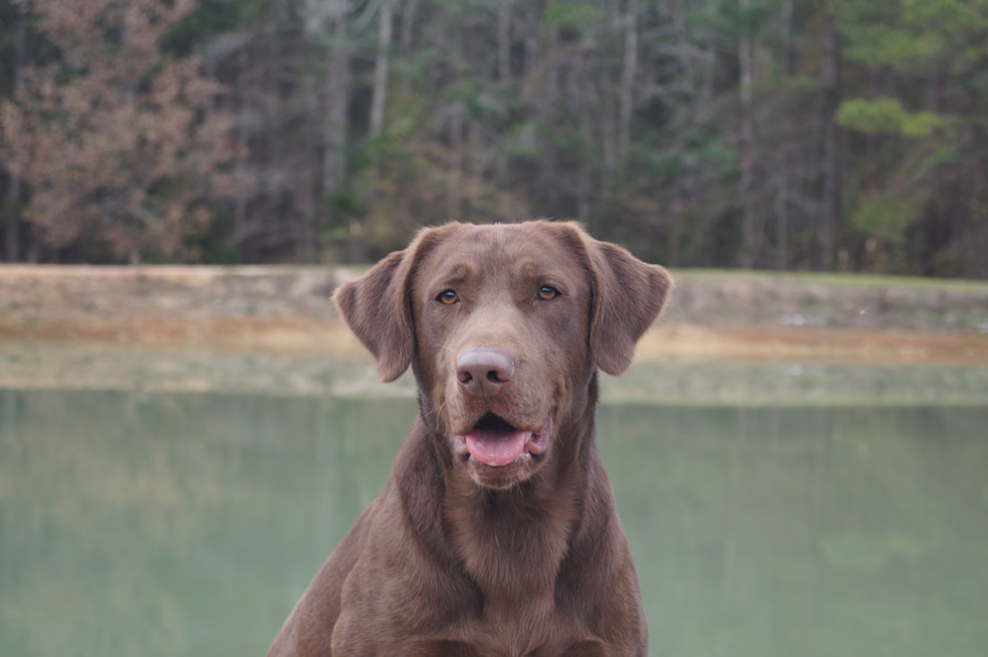 Light deals chocolate lab