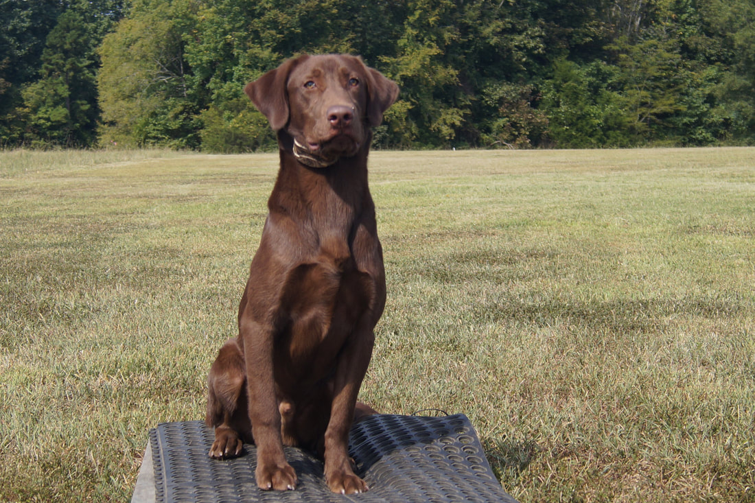 American sale chocolate lab