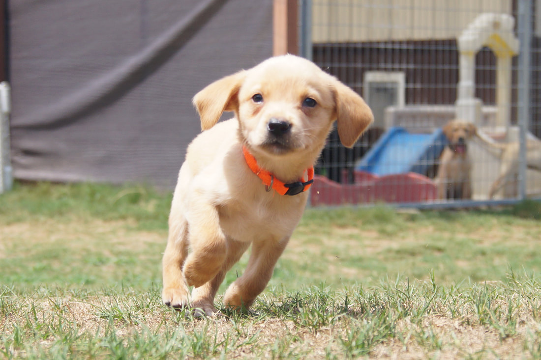 Top line hot sale retrievers