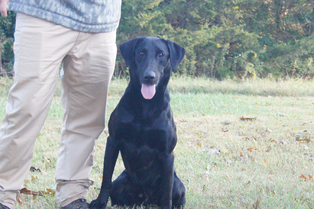 BLADE Dry Pond Retrievers Kennel
