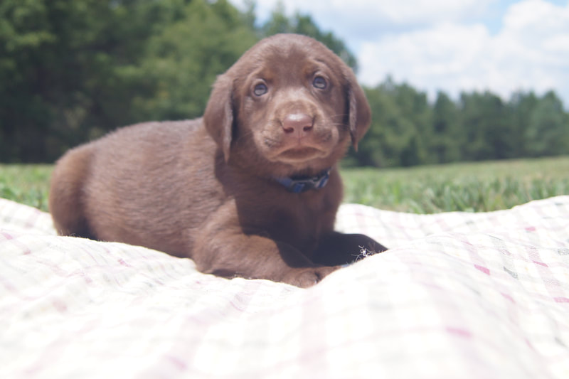 Gypsy X Wilson - Chocolate - Dry Pond Retrievers & Kennel