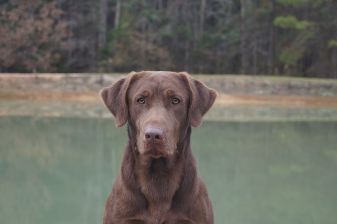 Hidden top pond kennel